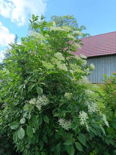 Juodasis šeivamedis Sambucus nigra L. Sėklos.