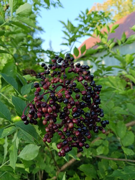 Melnais plūškoks Sambucus nigra L. Sēklas. 