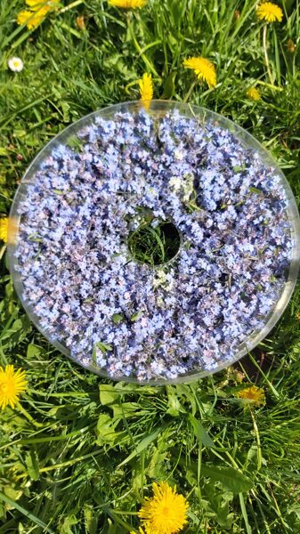 Vergissmeinnicht. MYOSOTIS ARVENSIS. Trockenblumen. Heilpflanze.