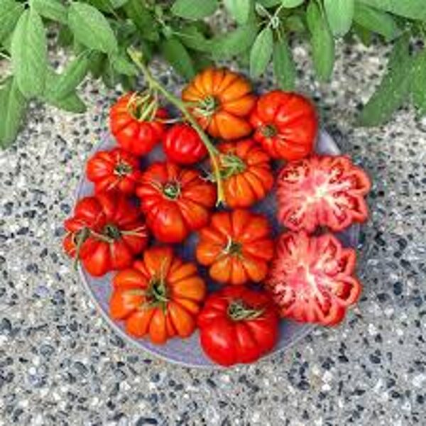ACCORDION CHERRY. An old, beautiful, red cherry tomato variety. Tomato seeds.