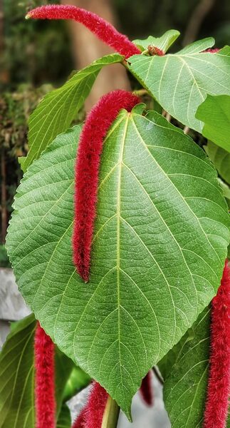 Tassel Flower. Hanging amaranth. Seeds of annual, ornamental plants.