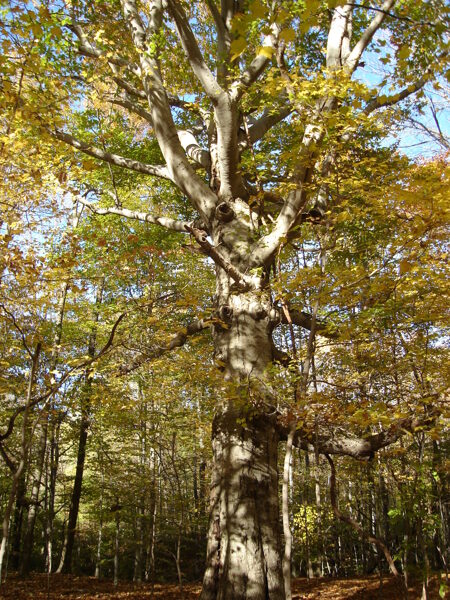 American Beech. Seeds. Fagus grandifolia
