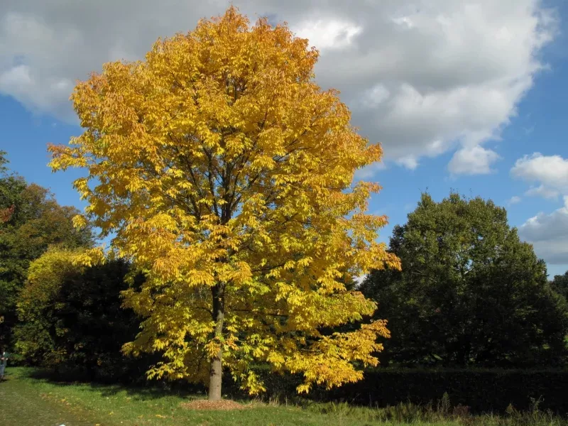 American Ash. White Ash. Seeds. Fraxinus americana. 