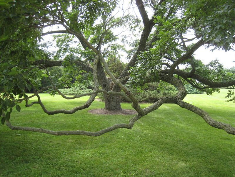 Amur cork tree. Velvet tree. Phellodendron amurense Rupr. Seeds.