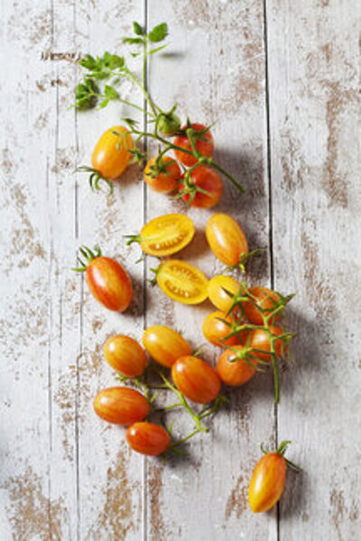 Artisan blush tiger, sarkandzelteni, siltumnīcu tomāti.(Solanum lycopersicum L.)