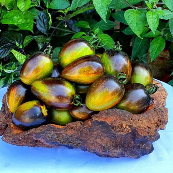 ATOMIC FUSION beautiful, colorful, greenhouse tomato. Tomato seeds.