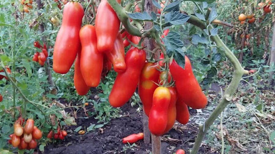 AURIA. Semi di pomodoro rossi da serra.