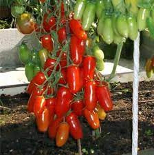 AURIJA. Raudonos, šiltnamio pomidorų sėklos.