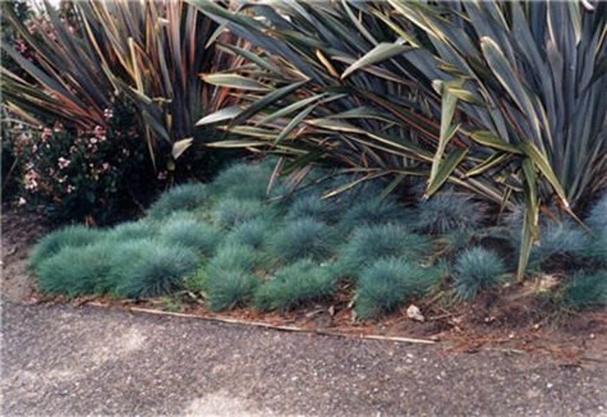 Zilganzaļā auzene .Festuca glauca