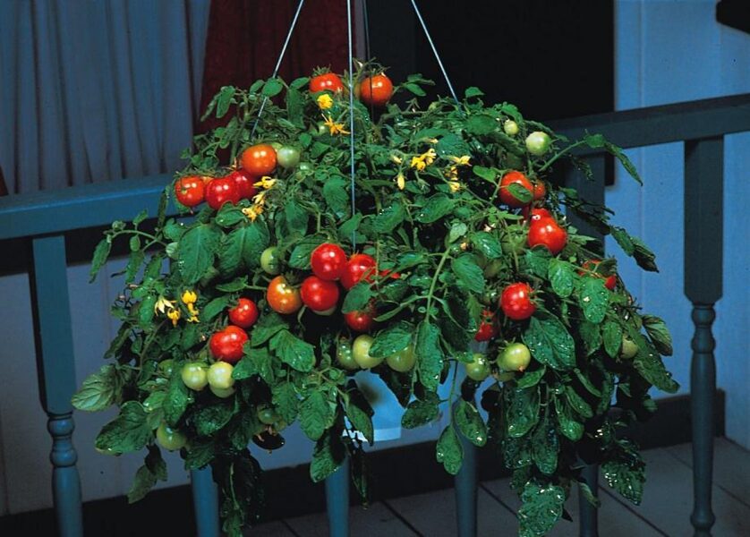 Bajaya. Sementes de tomate vermelho.