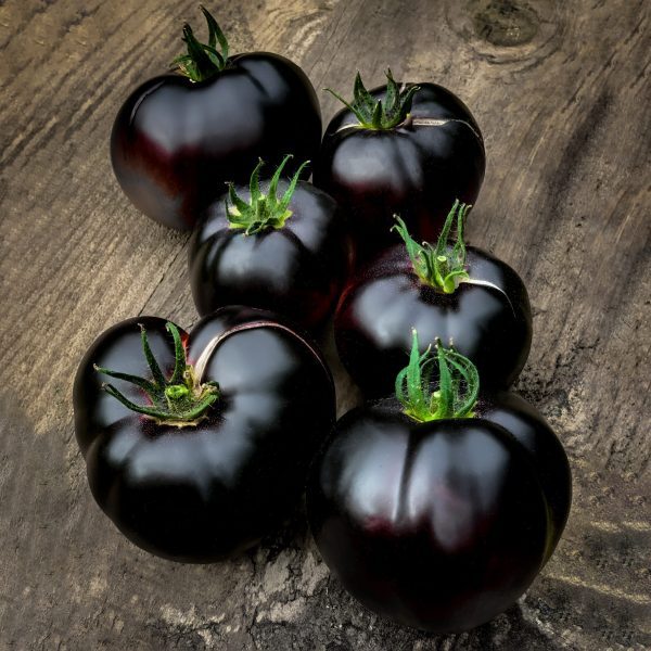 Black beauty.Black, beautiful greenhouse, collection tomatoes.Tomato seeds.