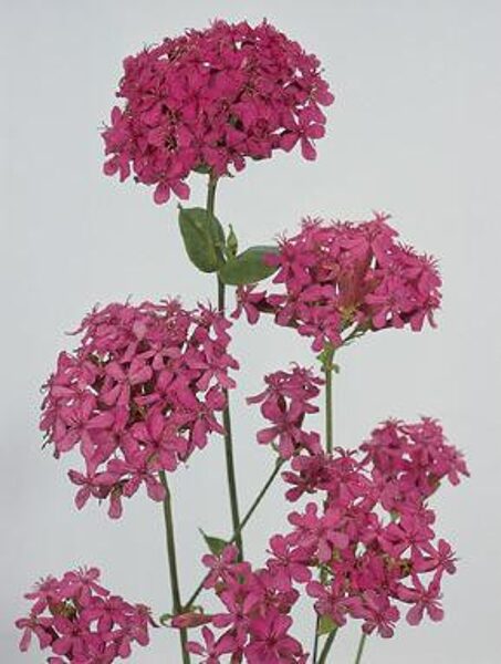 Blīvā plaukšķene. Silene orientalis.