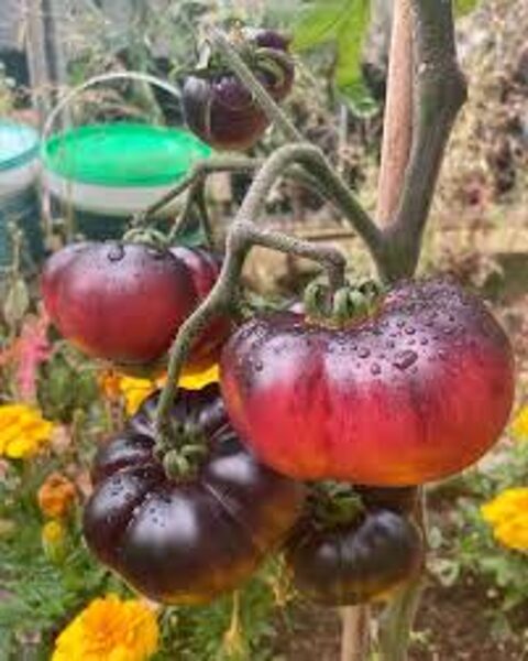 Blue beauty.Beautiful, red and blue, collection tomato. Tomato seeds.