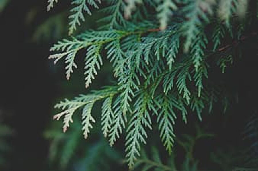 Rietumu tūja Brabant. Sēklas. Thuja occidentalis