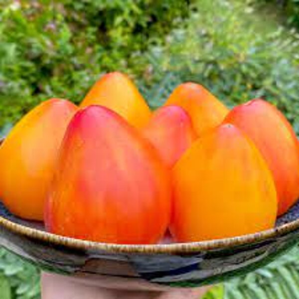COEUR DE ZEBRE APRICOT. Tomato seeds.