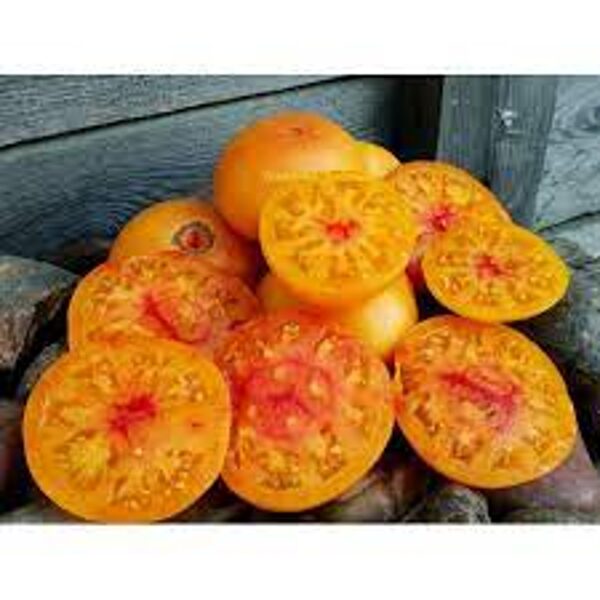 Korallenkönigin, (Coral Queen) Greenhouse, yellow tomato seeds.