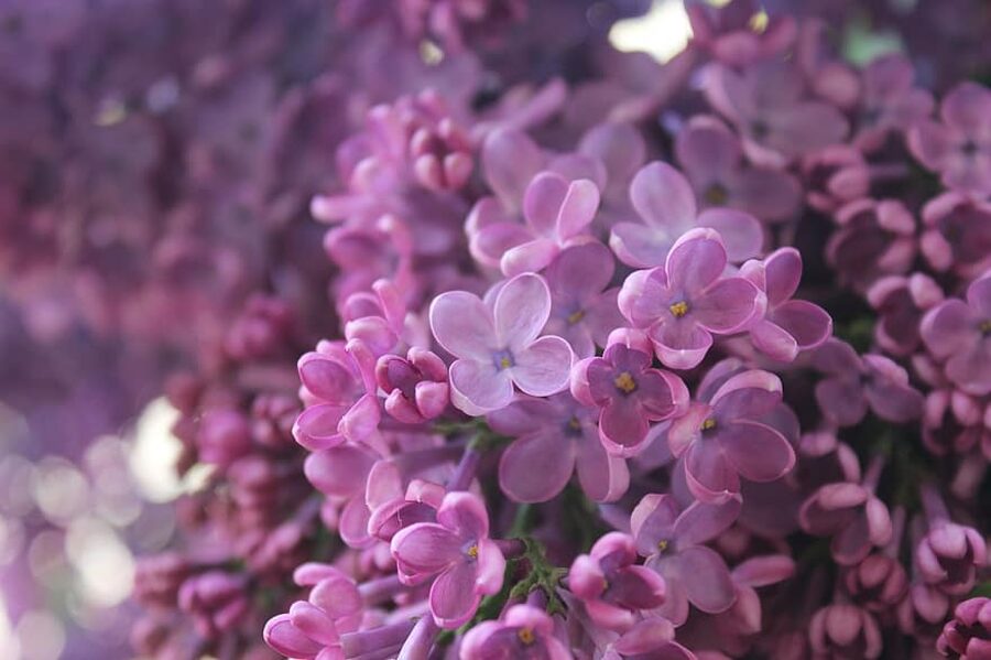 Ceriņš parastais. Syringa vulgaris.