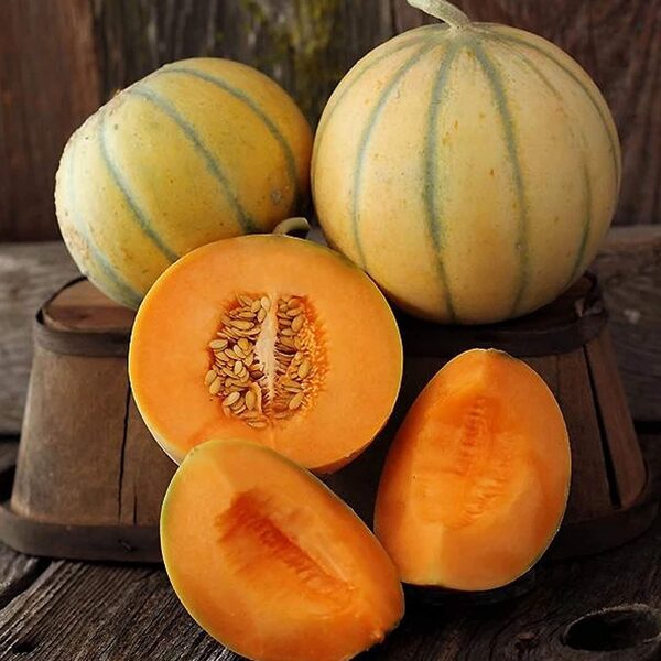 Charentais Melon. Cucumis Melo. L.