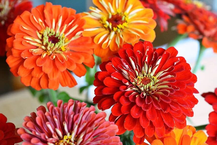 Liliput. MIX. Zinnias. Annual flower seeds.