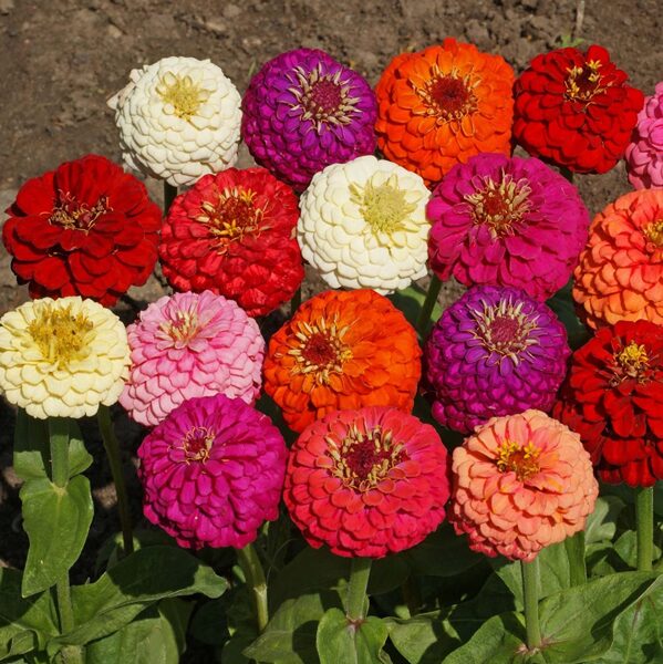 Liliput. MIX. Zinnias. Vienmetės gėlių sėklos.