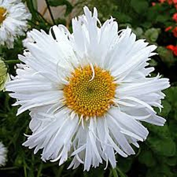 Garden daisy Crazy Daisy. .Leucanthemum x superbum. Seeds.