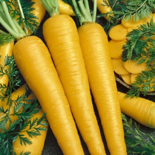 Creampak yellow carrots. Lot. Daucus carota L.