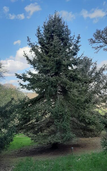 Chinese spruce, Dragon spruce. Rough spruce. Picea asperata Seeds. A rare, interesting spruce.