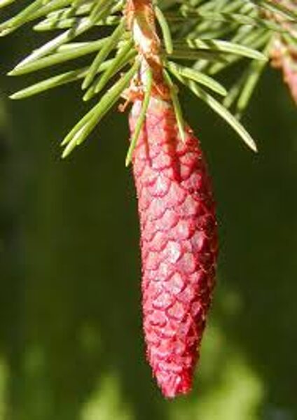 Abete cinese, abete rosso del drago. Abete grezzo. Semi di Picea asperata. Un abete raro e interessante.