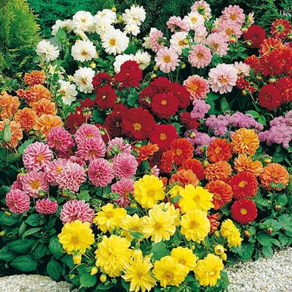 Dahlia. Figaro. Low dahlia variety. Annual flower seeds.