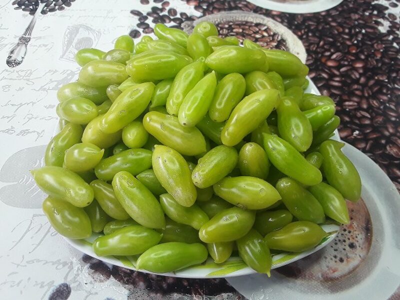DANCING GREEN FINGERS (Belgium). Tomatoes seeds.