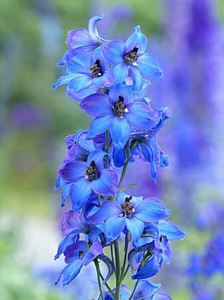 Delphiniumai. sumaišyti. Delphinium x cultorum. Sėklos.