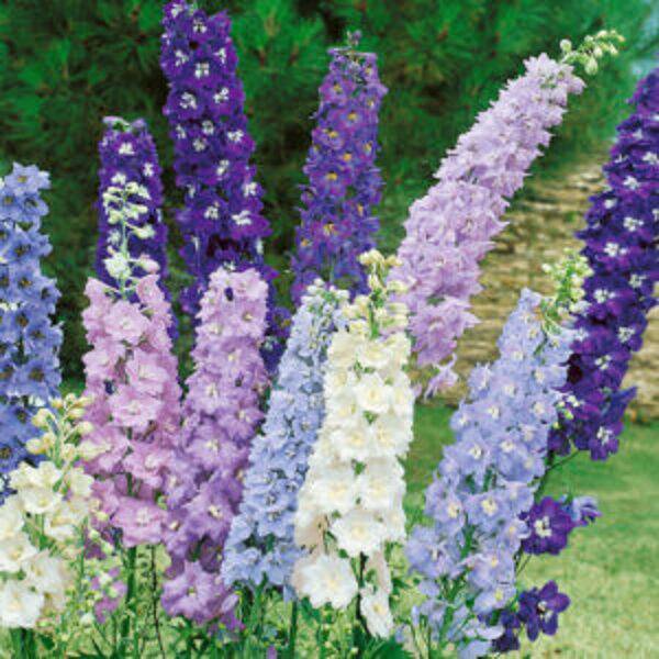 Delphiniumai. sumaišyti. Delphinium x cultorum. Sėklos.