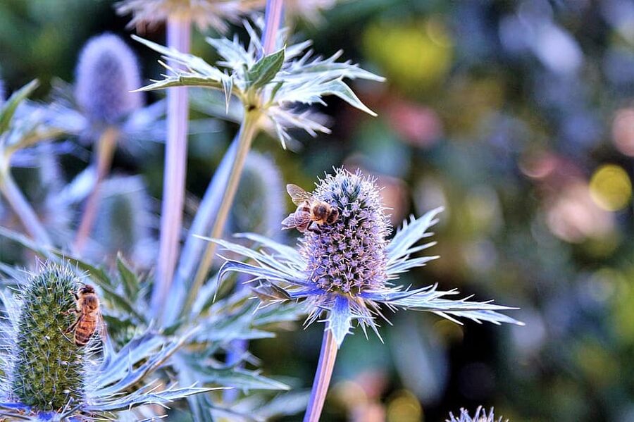 Dipsaks. Dekoratīvais dadzis. Dipsacus sativus.