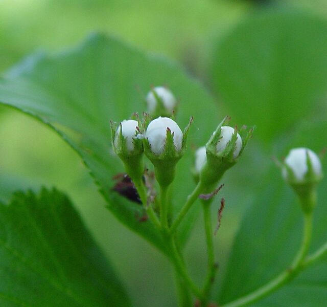 Dižērkšķu vilkābele.  Crataegus macracantha. Sēklas. Skaists koks, ko var formēt pēc vajadzībām. 