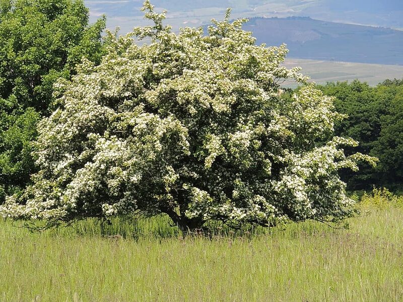 Buckthorn hawthorn. Seeds.Crataegus macracantha