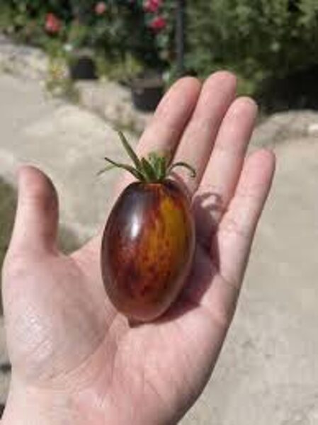 Dwarf: Shadow boxing .Dwarf Field/greenhouse, black, red plum tomatoes. Tomato seeds.