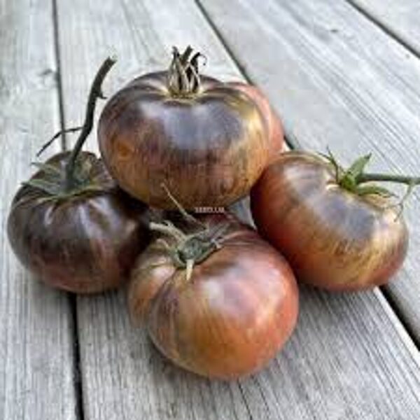 Dwarf: The Thong. Olive color with purple, brown stripes. Beautiful and tasty. USA variety. Tomato seeds.