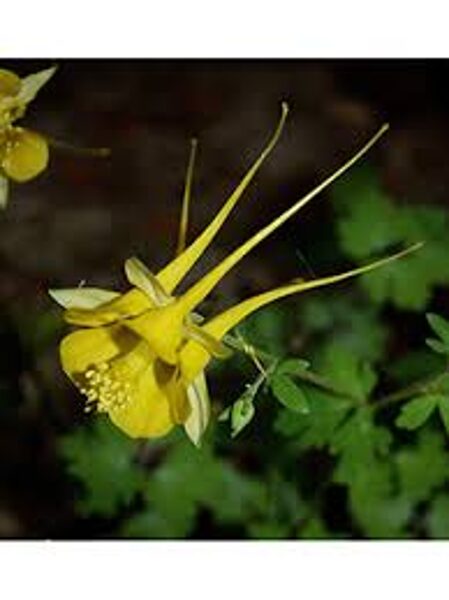 Golden Columbine, Southwestern Aquilegia. Aquilegia chrysantha A. Grey. Seeds.