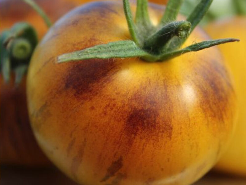 Edith Bernhard. Australian tomato variety. Yellow with dark stripes. Tomato seeds