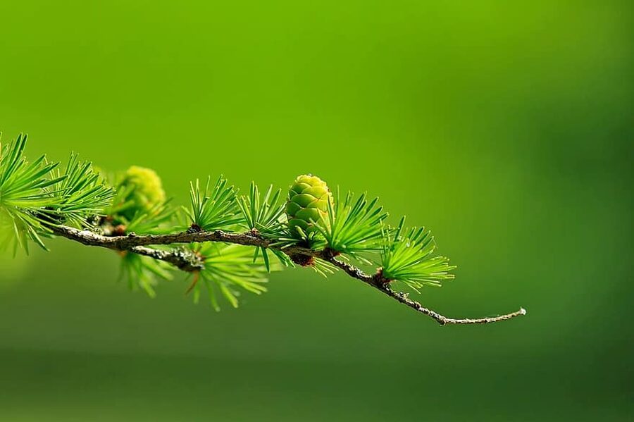 Eiropas lapegle. Larix decidua