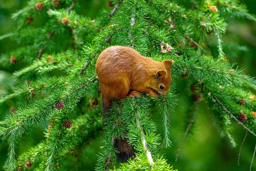 Европейская лиственница. Семена. Larix decidua