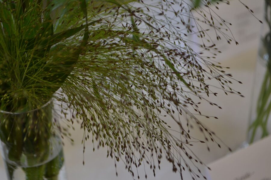 Elegantā eragroste. Eragrostis elegants. 