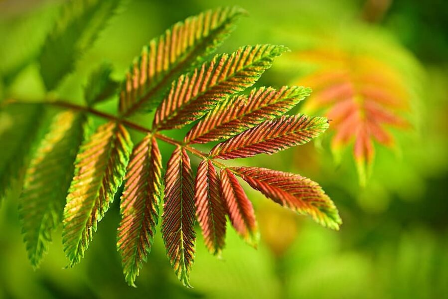 Vinegar tree. Sumac. Rhus typhina Seeds. H 3m. Spice tree. Beautiful, decorative in autumn.