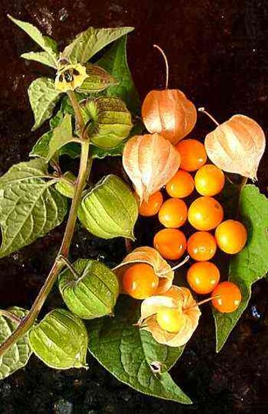 Cape gooseberry. Physalis peruania.