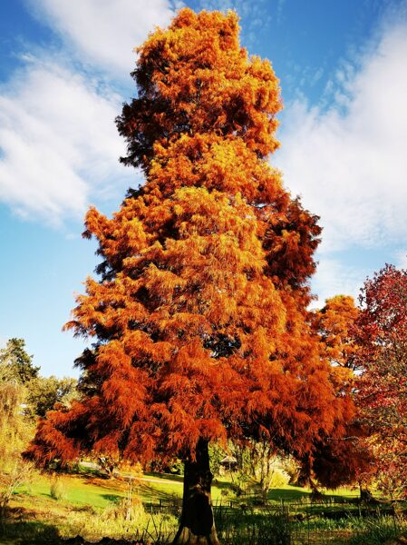 Florida-Sumpfzypresse. Samen. Taxodium distichum