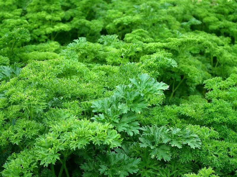 Parsley. Mooskrause 2. Petroselinum crispum mill. Nyman ex A.W. Hill.