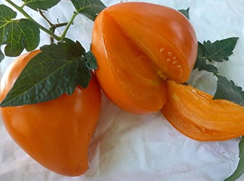 German Orange Strawberry. (Deutsche Orangen-Erdbeere. )An old, orange, German greenhouse tomato. Seeds.