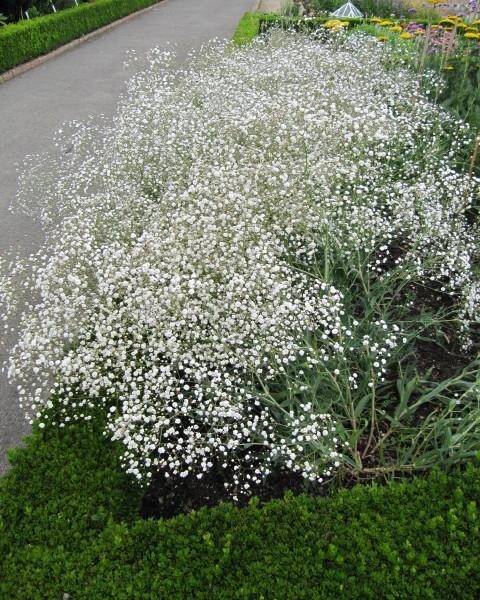 Ģipsene. Plīvurpuķe.  Gypsophila paniculata.