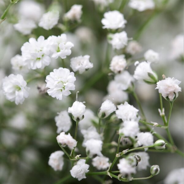 Fleur de voile. Graines de Gypsophila paniculata.