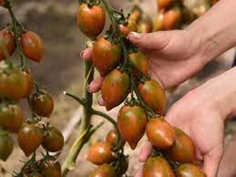 GRANATOVAYA KAPLYA. (Pomegranate Drop) Seeds of sweet, beautiful cherry tomatoes.